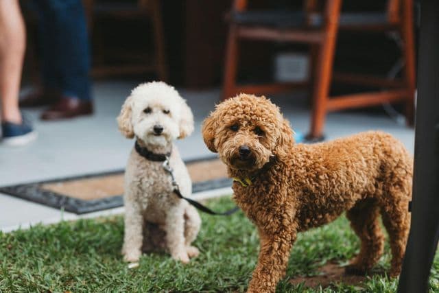 Poodle Miniatura photograph 1