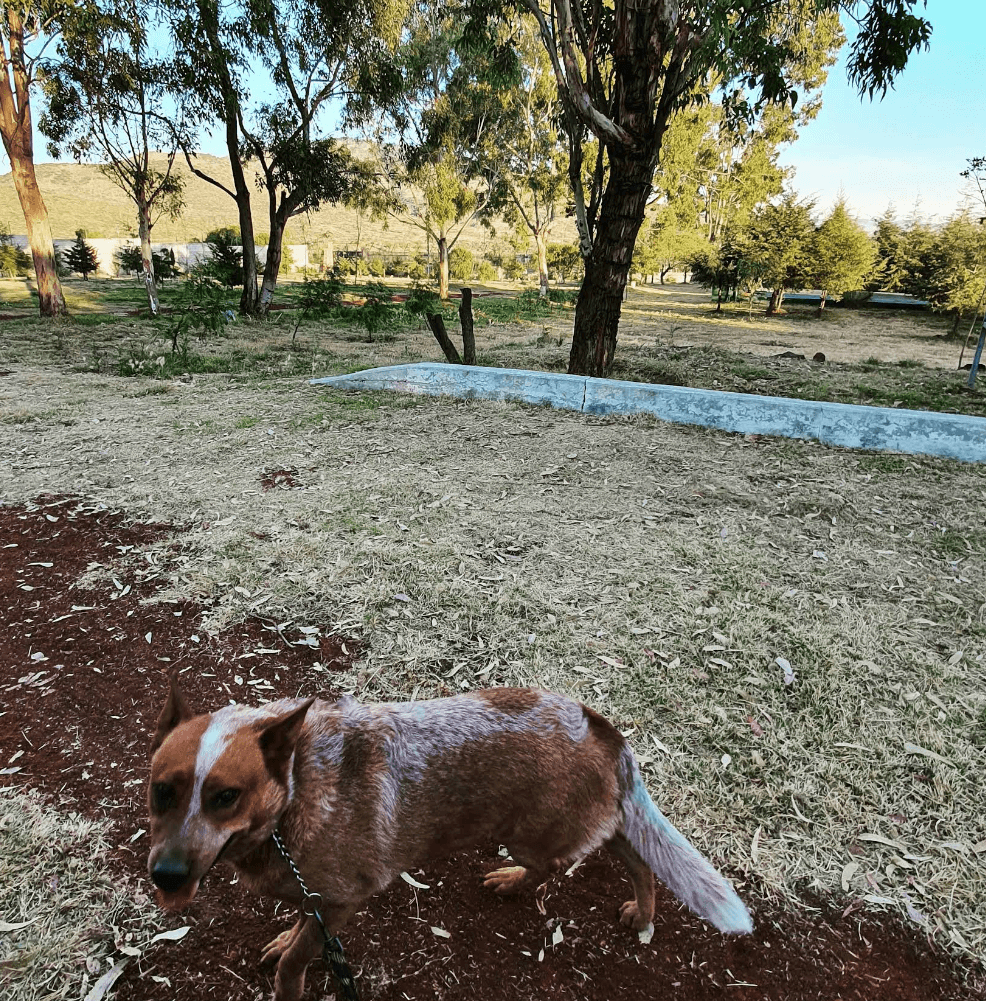 DOGTEL Premium Services