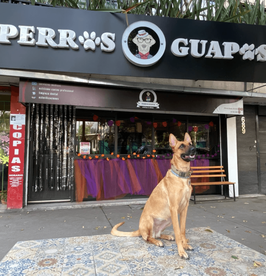 Perros Guapos Narvarte Poniente