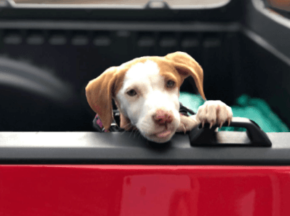 MAMUT Accesorios para mascotas Narvarte Oriente