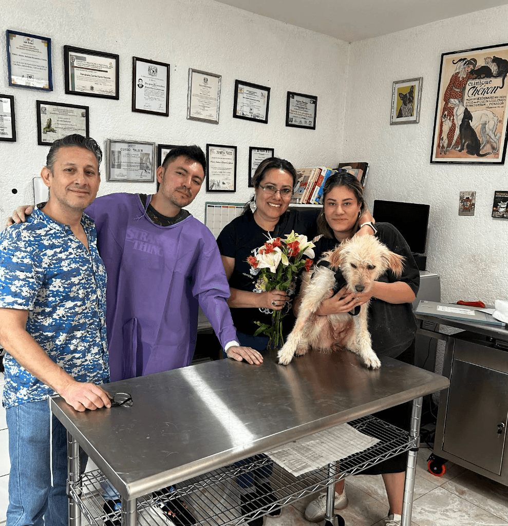 Dream Pets Narvarte Poniente