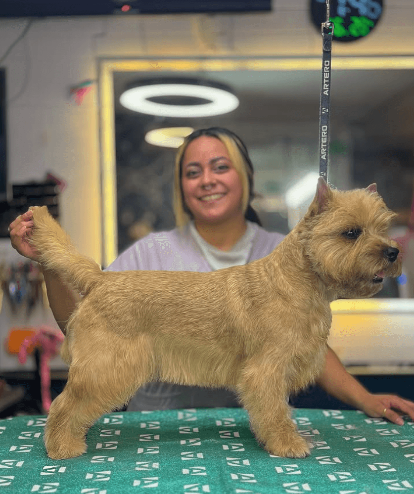 Best In Show Gr Narvarte Poniente