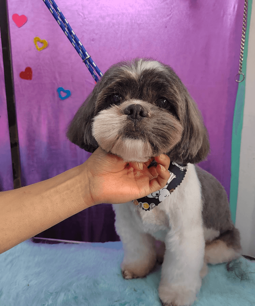 Canhijos Grooming Narvarte Poniente