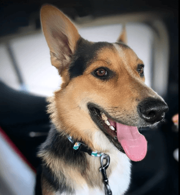 Traveling Pets Narvarte Poniente