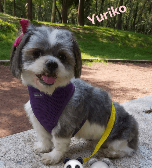 Yuriko Pets Polanco