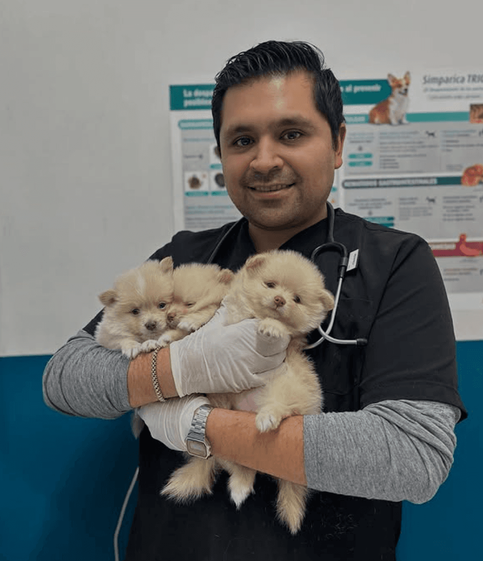 Animal Zoom Narvarte Poniente