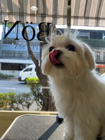 BöN Pet Spa Roma Norte