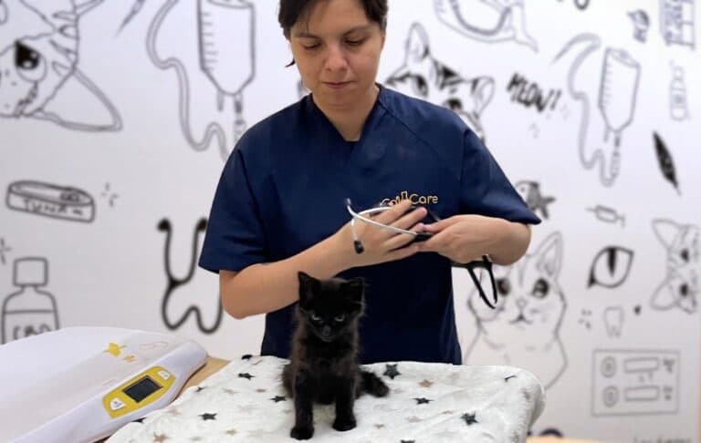 Cat Care Hospital Veterinario