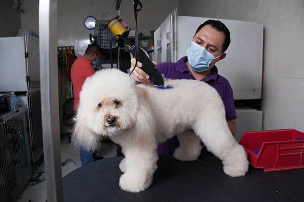 Condesa Pet Center