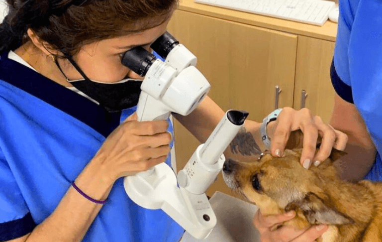 Eye Care Hospital de Oftalmología Veterinaria Polanco