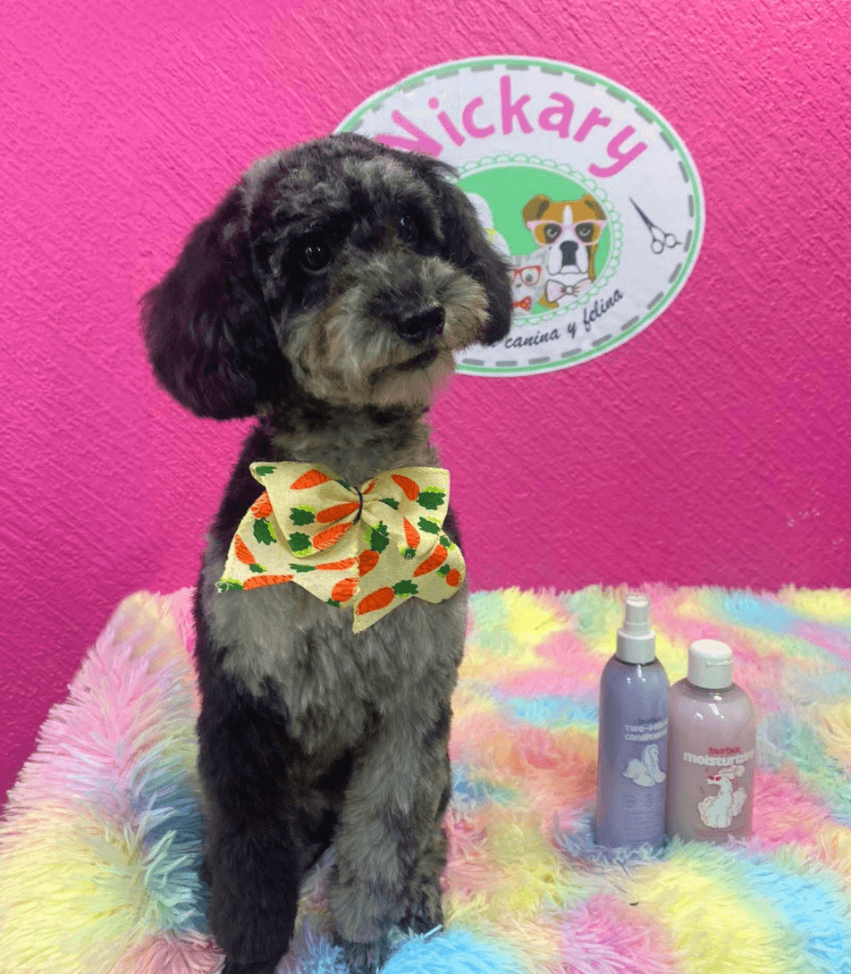 Estética Canina y Felina: Nickary Narvarte Poniente